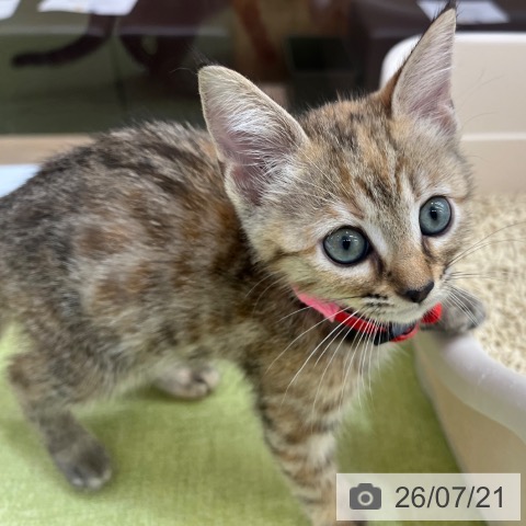 マンチカンの写真