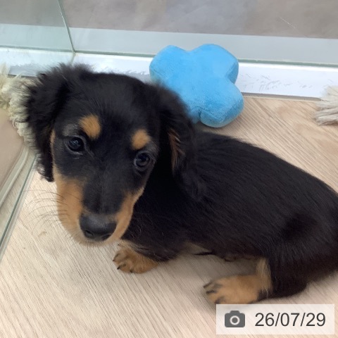 埼玉県のカニンヘンダックスフンド(ロング) (ペットプラス 川口店/2026年5月6日生まれ/男の子/ブラックタン)の子犬の3枚目の画像
