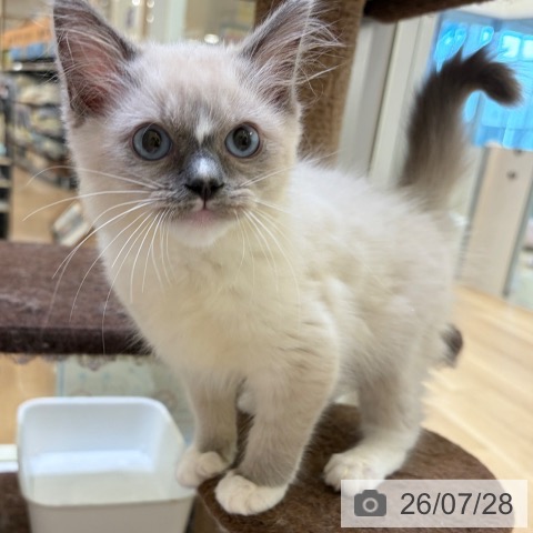 大阪府のラグドール (ペットプラス 堺北花田店/2026年5月22日生まれ/女の子/ブルーポイントミテッド)の子猫の4枚目の画像