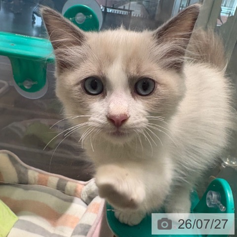 京都府のラグドール (ペットプラス イオンモールKYOTO店/2026年5月22日生まれ/男の子/ブルーポイントバイカラー)の子猫の3枚目の画像