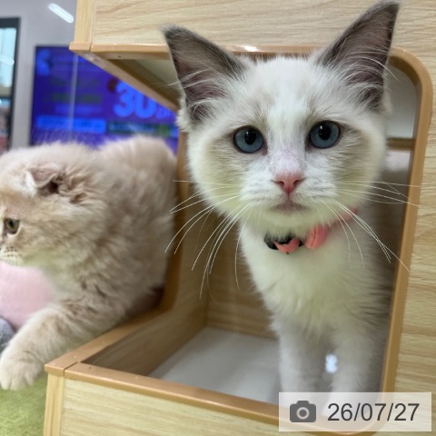 京都府のラグドール (ペットプラス 京都桂川店/2026年5月10日生まれ/女の子/ブルーポイントバイカラー)の子猫の3枚目の画像