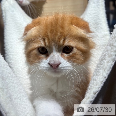 兵庫県のスコティッシュフォールド (ペットプラス 神戸三宮店/2026年5月22日生まれ/男の子/レッドタビーホワイト)の子猫の3枚目の画像