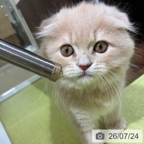 京都府のスコティッシュフォールド (ペットプラス 京都桂川店/2026年5月22日生まれ/男の子/クリームタビー)の子猫の4枚目の画像