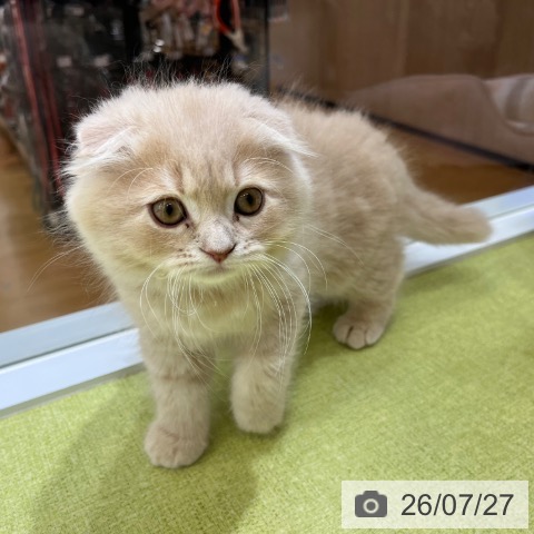 京都府のスコティッシュフォールド (ペットプラス 京都桂川店/2026年5月22日生まれ/男の子/クリームタビー)の子猫の3枚目の画像