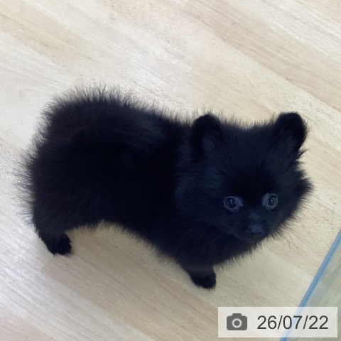 埼玉県のポメラニアン (ペットプラス 羽生店/2026年5月15日生まれ/女の子/ブラック)の子犬の4枚目の画像