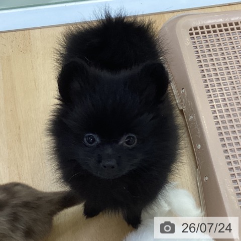 埼玉県のポメラニアン (ペットプラス 羽生店/2026年5月15日生まれ/女の子/ブラック)の子犬の3枚目の画像