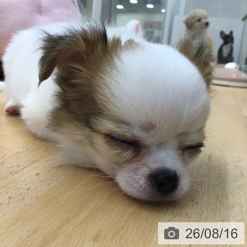 チワワの写真