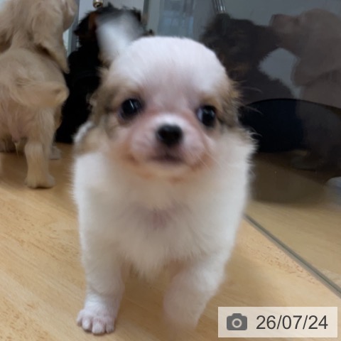 チワワの写真