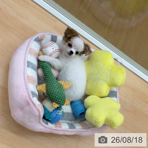 チワワの写真