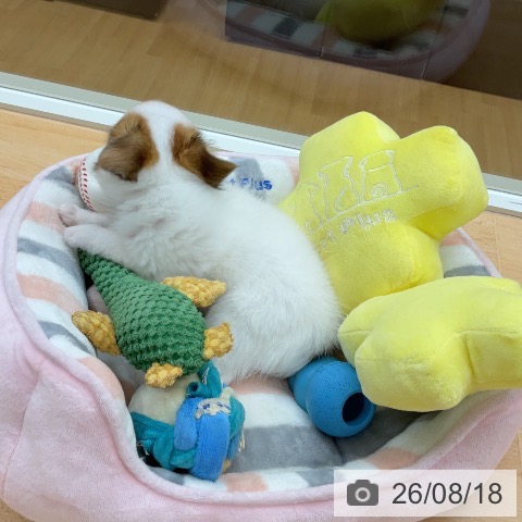 埼玉県のチワワ(ロング) (ペットプラス 浦和美園店/2026年5月22日生まれ/女の子/ホワイトレッド)の子犬の4枚目の画像