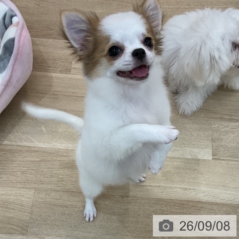 チワワの写真