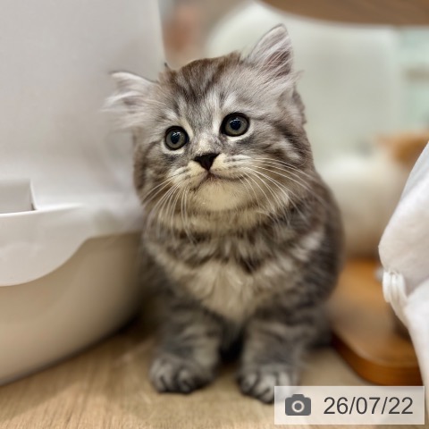 ラガマフィンの写真