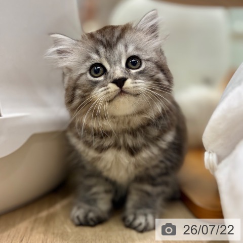 ラガマフィンの写真