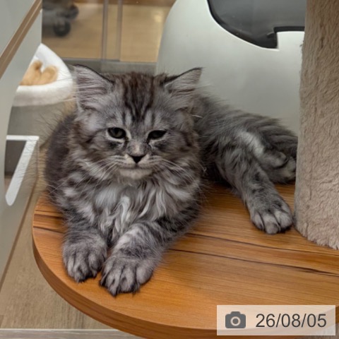 大阪府のラガマフィン (ペットプラス イオン大日店/2026年5月22日生まれ/男の子/シルバータビー)の子猫の4枚目の画像