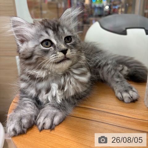 大阪府のラガマフィン (ペットプラス イオン大日店/2026年5月22日生まれ/男の子/シルバータビー)の子猫の3枚目の画像