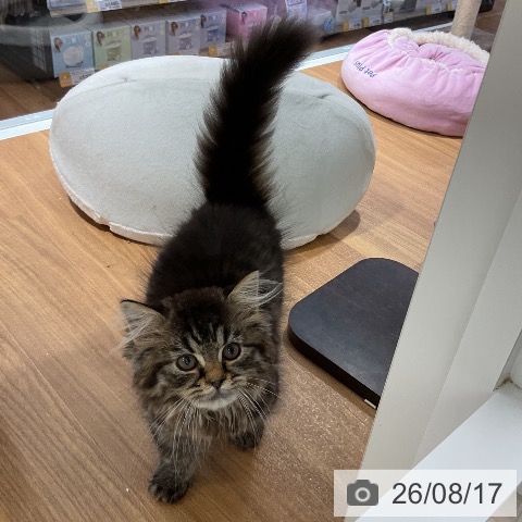 大阪府のラガマフィン (ペットプラス りんくう泉南店/2026年5月22日生まれ/男の子/ブラウンタビー)の子猫の3枚目の画像