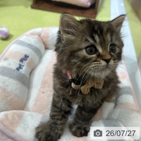 京都府のラガマフィン (ペットプラス イオンモールKYOTO店/2026年5月22日生まれ/女の子/ブラウンタビー)の子猫の3枚目の画像