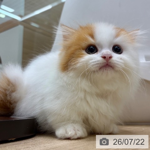 ミヌエットの写真