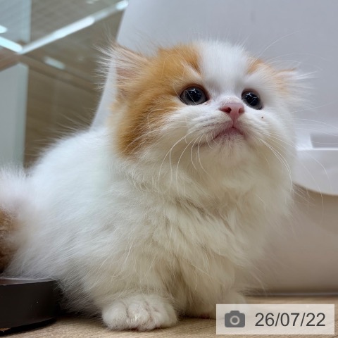 ミヌエットの写真