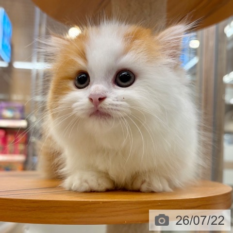 ミヌエットの写真