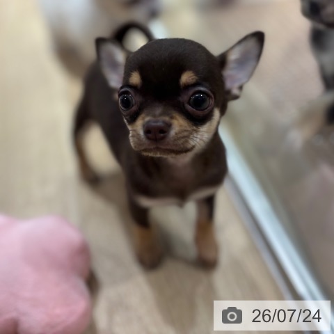 チワワの写真