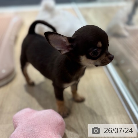 チワワの写真