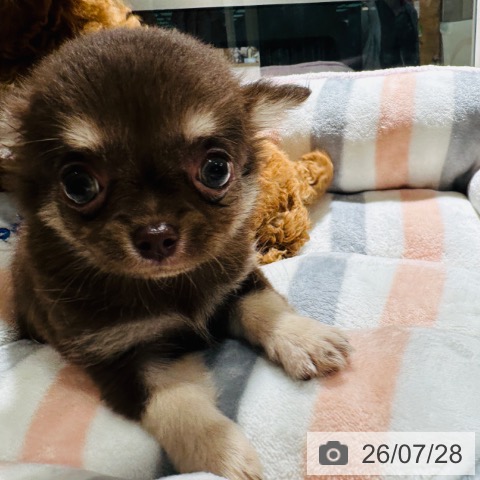 チワワの写真