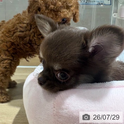 チワワの写真