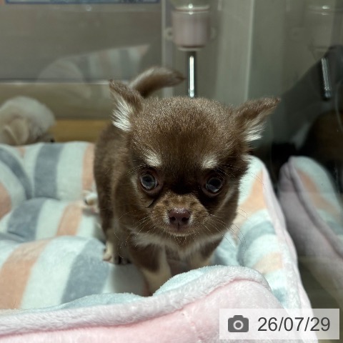 チワワの写真