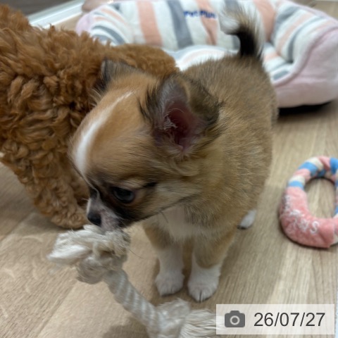 大阪府のチワワ(ロング) (ペットプラス 鶴見店/2026年5月22日生まれ/男の子/レッドホワイト)の子犬の4枚目の画像