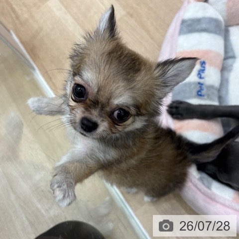 大阪府のチワワ(ロング) (ペットプラス 鶴見店/2026年5月22日生まれ/男の子/レッドホワイト)の子犬の3枚目の画像