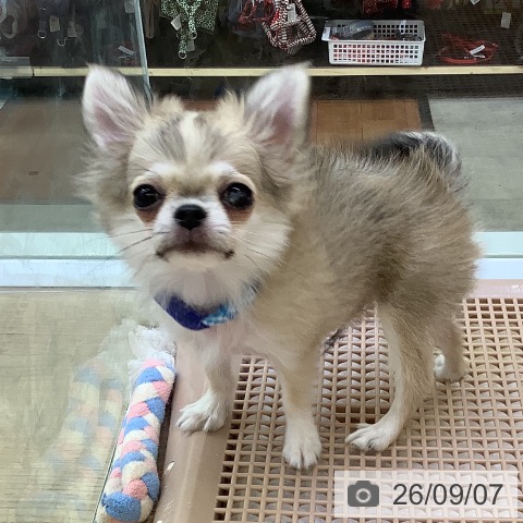 チワワの写真