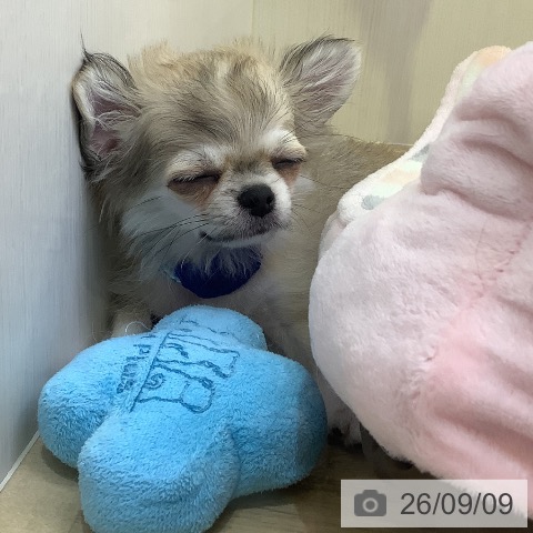 チワワの写真