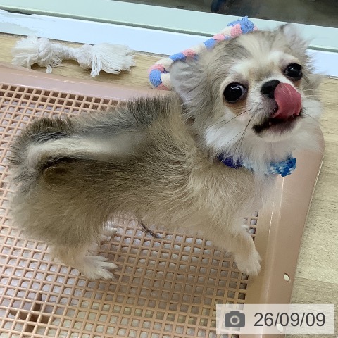 チワワの写真