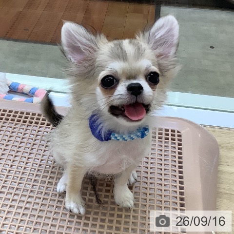 チワワの写真