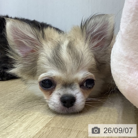 兵庫県のチワワ(ロング) (ペットプラス 明石店/2026年5月22日生まれ/男の子/レッドホワイト)の子犬の3枚目の画像