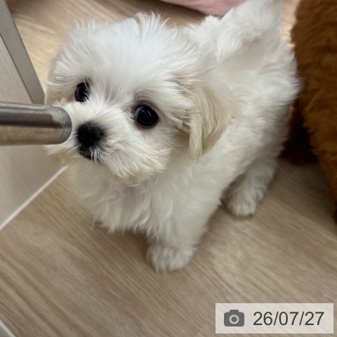 京都府のマルチーズ (ペットプラス 京都桂川店/2026年5月20日生まれ/男の子/ホワイト)の子犬の4枚目の画像