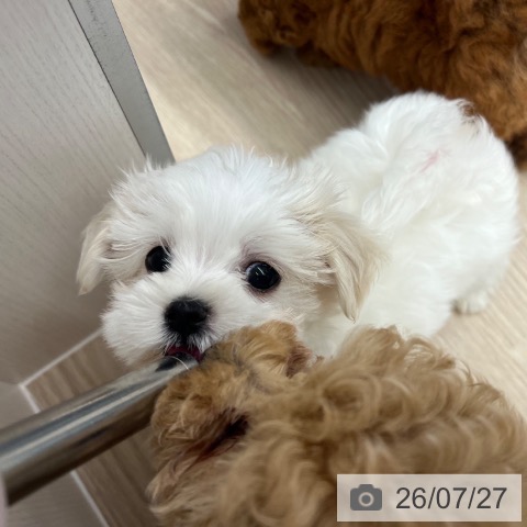 京都府のマルチーズ (ペットプラス 京都桂川店/2026年5月20日生まれ/男の子/ホワイト)の子犬の3枚目の画像