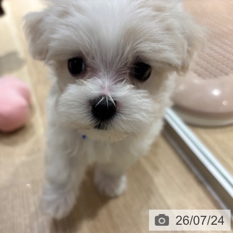 マルチーズの写真