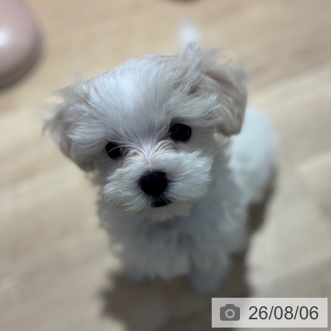 大阪府のマルチーズ (ペットプラス イオン大日店/2026年5月24日生まれ/男の子/ホワイト)の子犬の4枚目の画像
