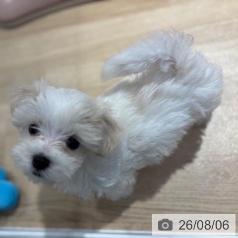 大阪府のマルチーズ (ペットプラス イオン大日店/2026年5月24日生まれ/男の子/ホワイト)の子犬の3枚目の画像
