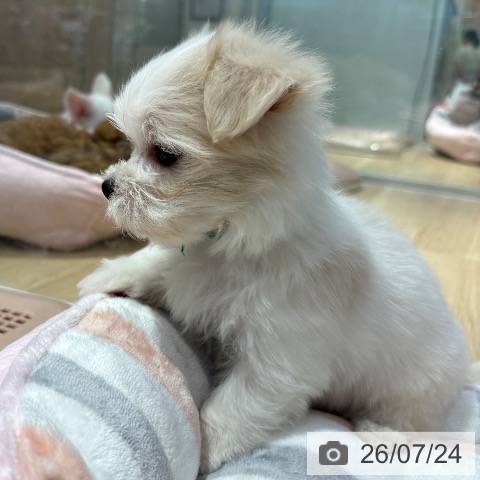 マルチーズの写真
