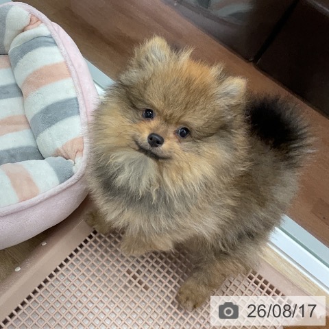 大阪府のポメラニアン (ペットプラス りんくう泉南店/2026年5月24日生まれ/男の子/オレンジ)の子犬の3枚目の画像