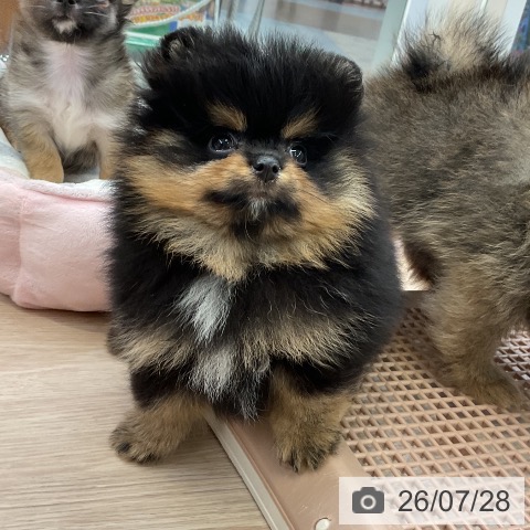 大阪府のポメラニアン (ペットプラス ららぽーと和泉店/2026年5月24日生まれ/男の子/ブラックタン)の子犬の3枚目の画像