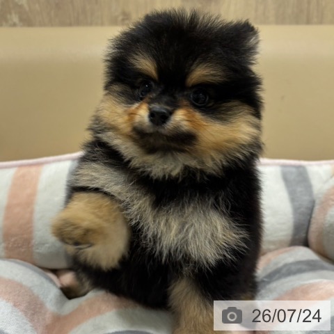ポメラニアンの写真