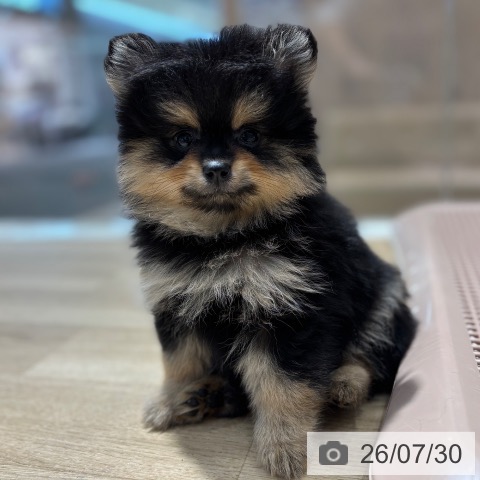 大阪府のポメラニアン (ペットプラス イオン大日店/2026年5月24日生まれ/女の子/ブラックタン)の子犬の3枚目の画像