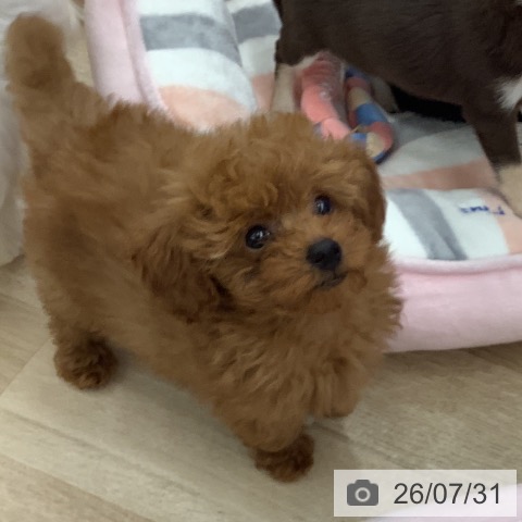 大阪府のトイプードル(トイ) (ペットプラス りんくう泉南店/2026年5月22日生まれ/男の子/レッドフォーン)の子犬の3枚目の画像