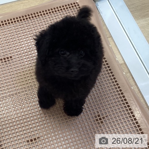 兵庫県のトイプードル(トイ) (ペットプラス 明石店/2026年5月20日生まれ/女の子/ブラック)の子犬の4枚目の画像