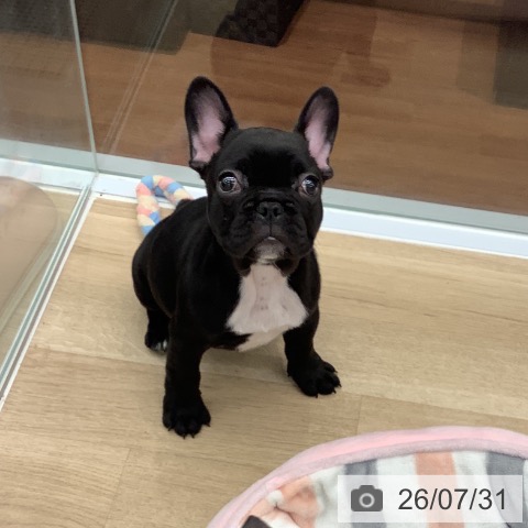 大阪府のフレンチブルドッグ (ペットプラス りんくう泉南店/2026年5月20日生まれ/男の子/ブリンドル)の子犬の3枚目の画像