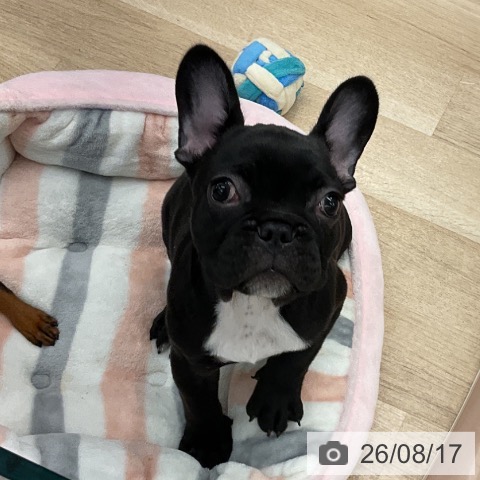 フレンチ・ブルドッグの写真